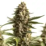 Scott OG cannabis cola loaded with resin and bright orange pistils.