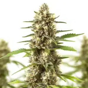 Sherbet Kush cannabis cola with colorful frosty buds and bright orange pistils.