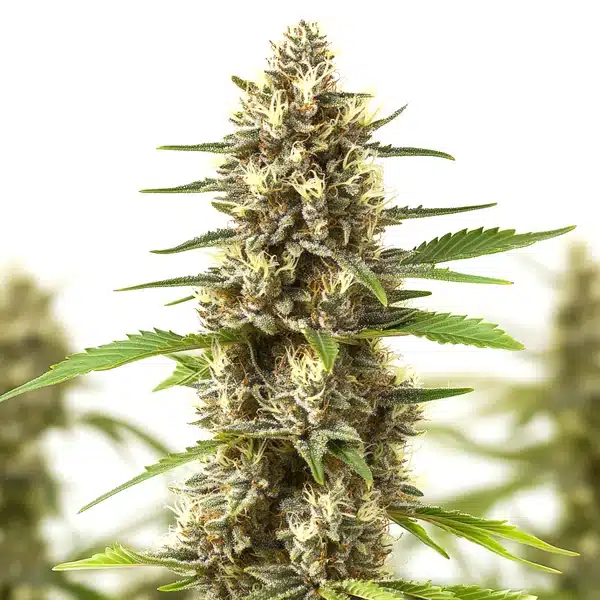 Sherbet Kush cannabis cola with colorful frosty buds and bright orange pistils.