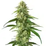 Skunk Kush cannabis flower displaying thick trichomes and indica-leaning structure.