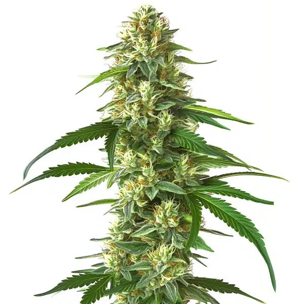 Skunk Kush cannabis flower displaying thick trichomes and indica-leaning structure.