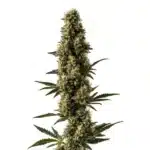 Somango x Sweet Auto cannabis plant with bright green buds and orange pistils.