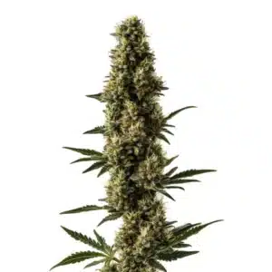 Somango x Sweet Auto cannabis plant with bright green buds and orange pistils.