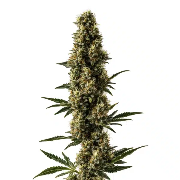 Somango x Sweet Auto cannabis plant with bright green buds and orange pistils.