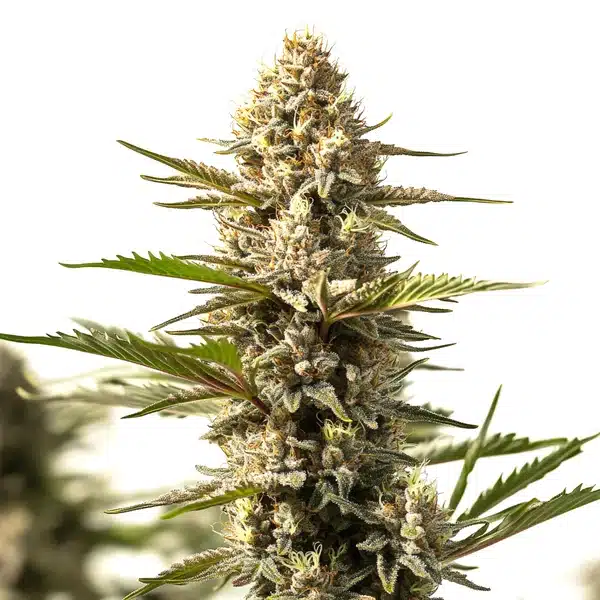 Sour Diesel x OG Kush cannabis plant with resinous buds and sativa-leaning structure.