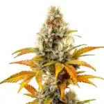 Sour Tangie cannabis cola with orange-yellow leaves, frosty buds, and creamy white pistils.