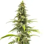 Dense CBD-rich cannabis bud with dark green foliage, highlighting the Sour Tsunami seeds strain.