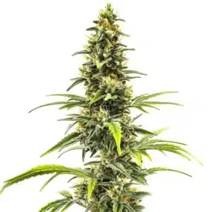 Dense CBD-rich cannabis bud with dark green foliage, highlighting the Sour Tsunami seeds strain.