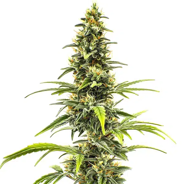 Dense CBD-rich cannabis bud with dark green foliage, highlighting the Sour Tsunami seeds strain.