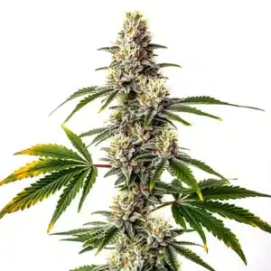 Strawberry Haze cannabis plant with dense white buds, orange pistils, and golden leaves.