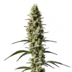 Sweet Zombie Auto cannabis plant with resin-coated dense buds and vibrant pistils