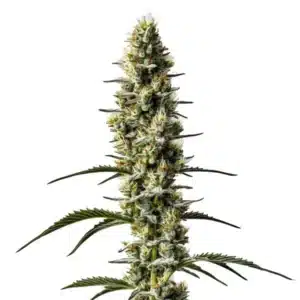 Sweet Zombie Auto cannabis plant with resin-coated dense buds and vibrant pistils