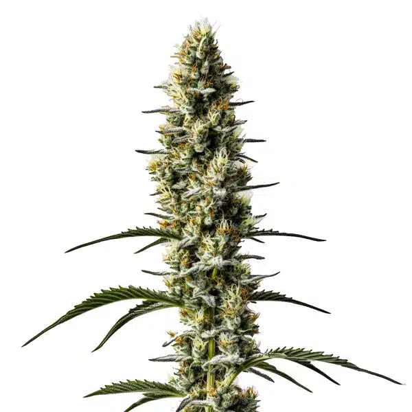 Sweet Zombie Auto cannabis plant with resin-coated dense buds and vibrant pistils