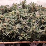 Taangie defoliatrion 2