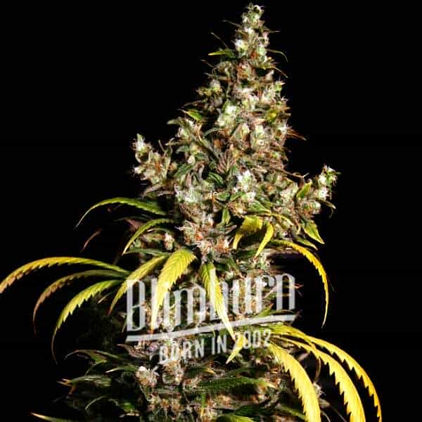 Uzbekistan x Do Si Dos