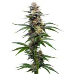 Vanilla Frosting indica strain with creamy aroma and dense buds