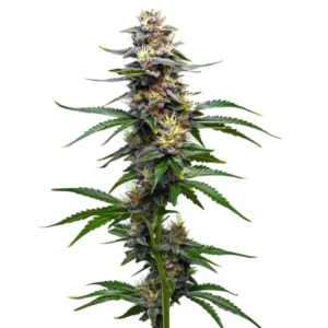 Vanilla Frosting indica strain with creamy aroma and dense buds