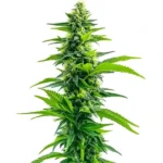 Acapulco Gold cannabis plant with tall, slender structure, vibrant green leaves, and dense buds covered in trichomes against a white background.