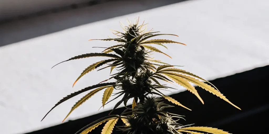 close-up of a mature cannabis flower with orange-tinged leaves in natural light