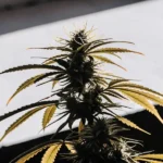 close-up of a mature cannabis flower with orange-tinged leaves in natural light