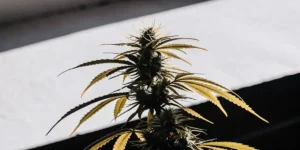 close-up of a mature cannabis flower with orange-tinged leaves in natural light
