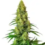 AK 48 cannabis plant with large, resin-coated buds and deep green foliage.