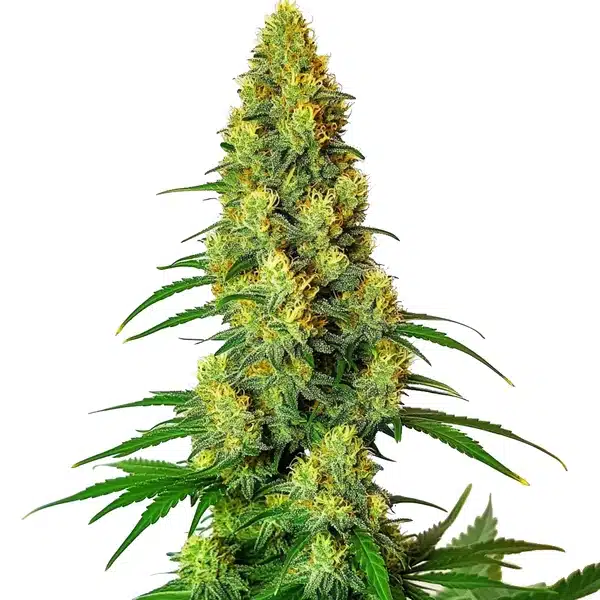 AK 48 cannabis plant with large, resin-coated buds and deep green foliage.