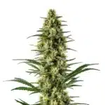 Bright green Agent Orange cannabis bud with orange pistils and citrus-scented trichomes.