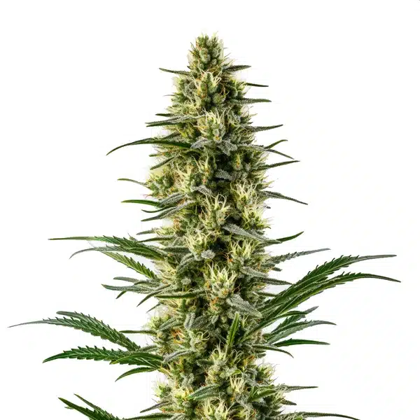 Bright green Agent Orange cannabis bud with orange pistils and citrus-scented trichomes.