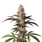 Alaskan Thunderfuck cannabis with purple leaves and frosty buds.