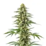 Amnesia Kush cannabis plant with tall dense buds and bright green serrated leaves.