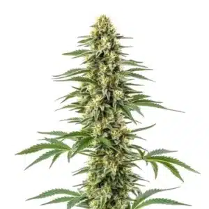Amnesia Kush cannabis plant with tall dense buds and bright green serrated leaves.