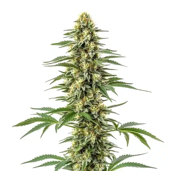 Amnesia Kush cannabis plant with tall dense buds and bright green serrated leaves.
