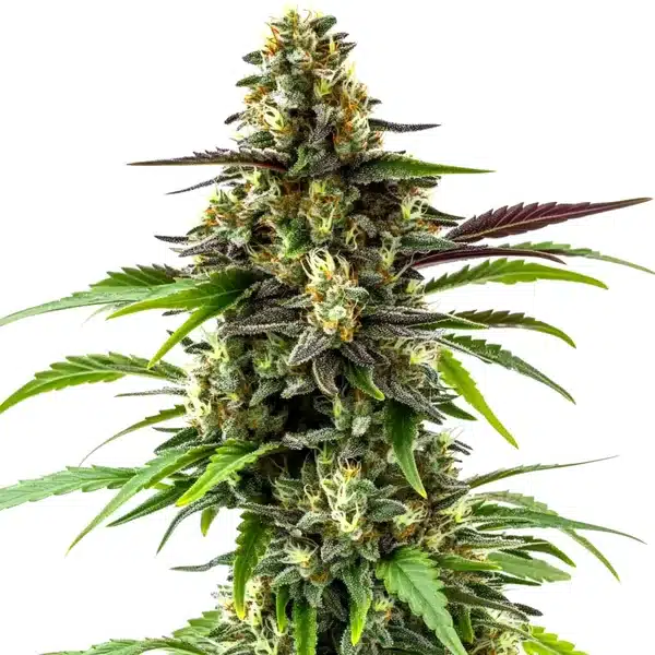 Black Jack cannabis flower with crystal-covered buds and green-purple leaf accents