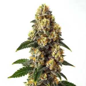 Bubba Kush strain showcasing dense, frosty buds with deep green foliage.