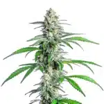 Bright Bubblegum Cookies cannabis bud with pinkish hues and a sugar-coated trichome layer.