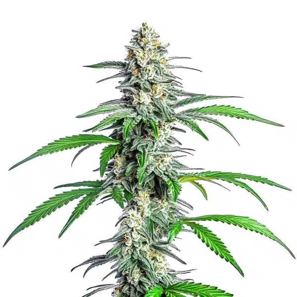 Bright Bubblegum Cookies cannabis bud with pinkish hues and a sugar-coated trichome layer.