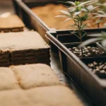 Close-up of cannabis seedlings in a propagation tray next to stacked soil blocks.