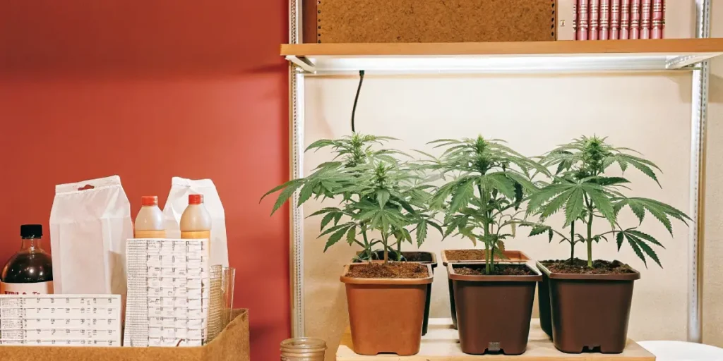 Scientist in lab coat and glasses examining potted cannabis plants on a wooden table, under bright lights.