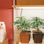 Scientist in lab coat and glasses examining potted cannabis plants on a wooden table, under bright lights.