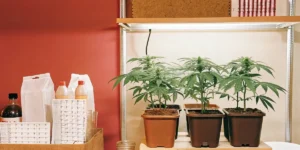 Scientist in lab coat and glasses examining potted cannabis plants on a wooden table, under bright lights.