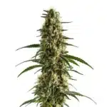 Clementine cannabis strain featuring bright green, resin-covered buds with citrusy pistils.