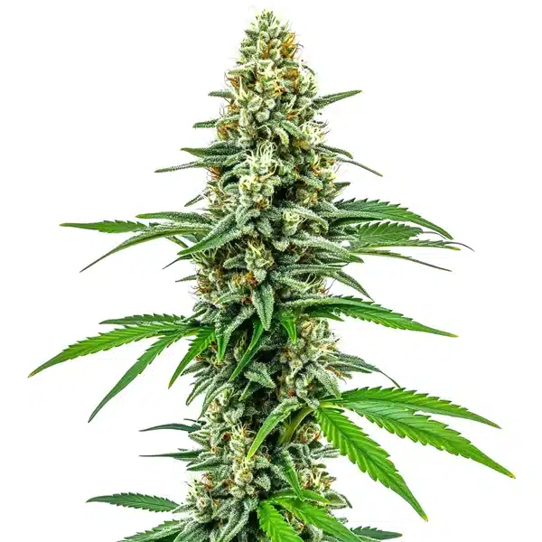 Cookies and Cream cannabis bud with white trichomes and light green leaves.