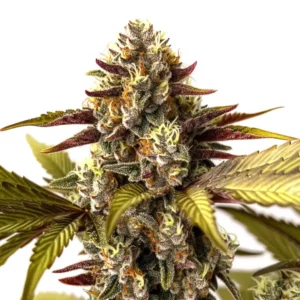 Purple-tinged Grandaddy Purple x Do-Si-Dos strain with orange pistils.