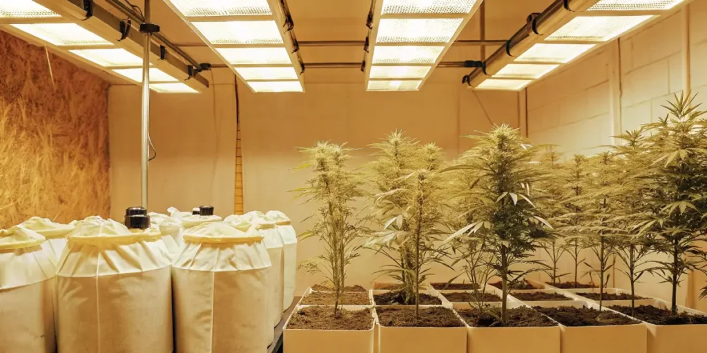 Potted cannabis plants on a shelf under a grow light, next to gardening supplies on a red background.