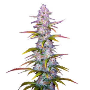 Jack Horror sativa cannabis strain with vibrant green and orange colors