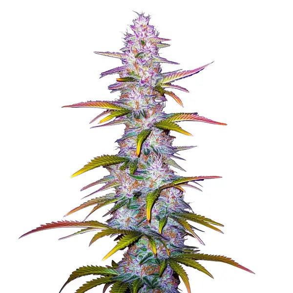 Jack Horror sativa cannabis strain with vibrant green and orange colors