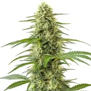 Northern Lights x Big Bud plant with thick, frosty buds and dark green leaves