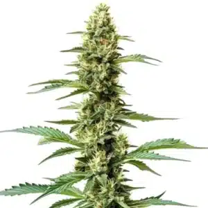 Northern Lights x Chronic plant with elongated green buds and vibrant foliage.