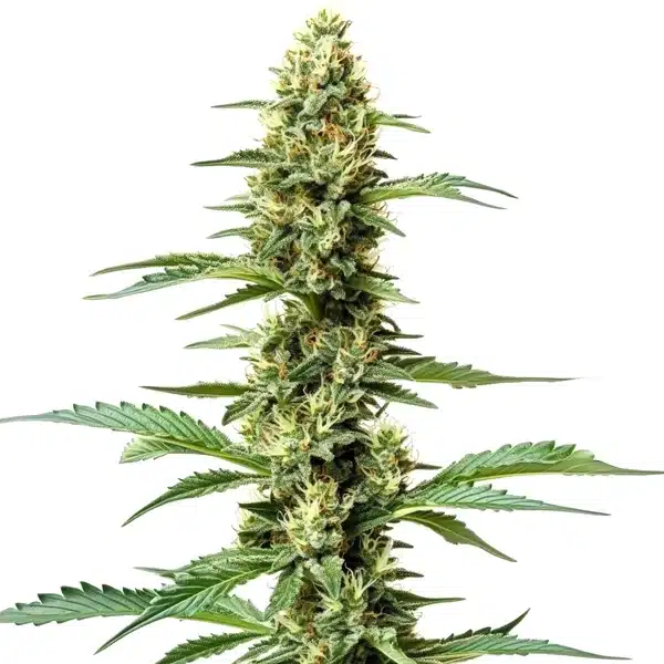 Northern Lights x Chronic plant with elongated green buds and vibrant foliage.